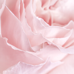 Soft pink rose petals create a delicate, romantic, and elegant background.