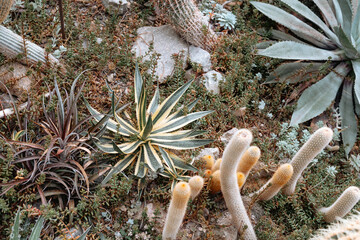 Cacti and succulents thrive in a vibrant desert garden landscape