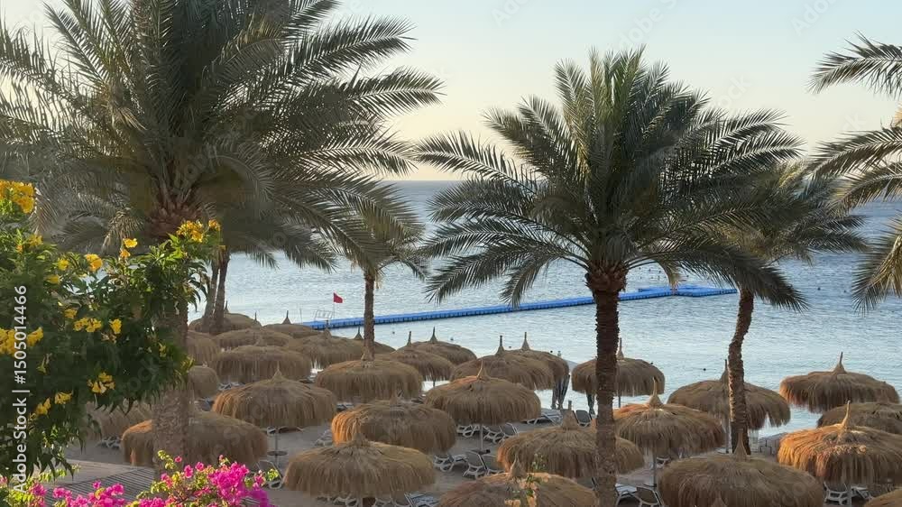 Poster the tranquil beachfront features numerous straw umbrellas nestled among palm trees, creating a peace