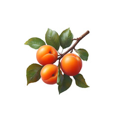 Apricot fruit isolated on a transparent background, in a PNG format