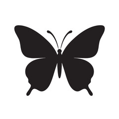 butterfly on white background