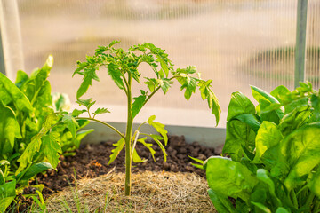 Tomato seedlings growing in a greenhouse with mulched soil, close-up