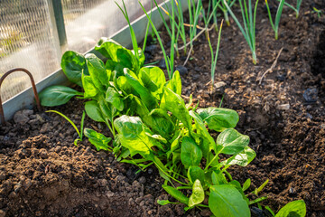 Spinach growing on a bed in a greenhouse close-up. Large leaves of growing spinach at sunset