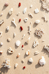 Different Seashells and corals on sandy beach as minimal trend pattern. Stylish layout from found shells and coral on ocean shore. Summer relahation concept, beach vibes. Top view outdoors
