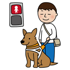 赤信号で止まる立ち耳の盲導犬