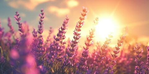 Obraz premium Bees buzzing over vibrant lavender flowers as the sun