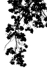 Illustration, silhouette of oak branch on transparent background