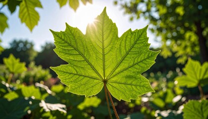 A Single Green Leaf Standing Out On A Sunny Day In The Forest Landscape