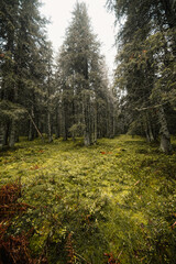 Fototapeta premium Liptov region hiking in jasna in Low Tatras mountains landscape, slovakia.