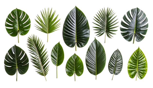 A Kaleidoscope of Green Nature's Palette Showcasing the Lush Diversity of Plant Foliage Beauty