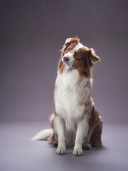 Australian Shepherd dog sitting upright with its ears perked up. The dog looks alert and curious against a gray background. © Anna Averianova