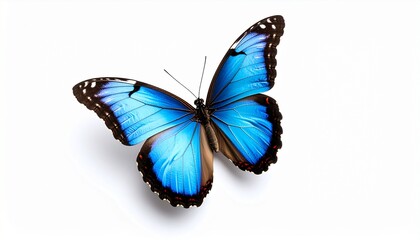 A Captivating Close Up of a Beautiful Blue Butterfly on a White Background Depicting Nature