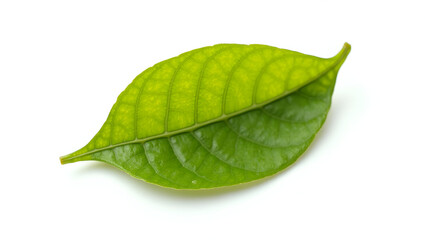 Obraz premium Single lemon leaf isolated on a clean white background