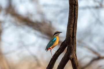 Indian pitta or Pitta brachyura beautiful colorful nine colors bird perched on branch of tree summer season visitor in natural green background at ranthambore national park forest tiger reserve india
