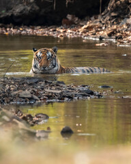 wild bengal male tiger or panthera tigris at panna national park forest tiger reserve madhya...