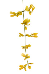 Petraeovitex flower, Nong Noch vine, Yellow flowers isolated on white background, with clipping path