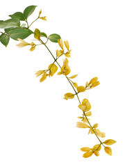 Petraeovitex flower, Nong Noch vine, Yellow flowers isolated on white background, with clipping path