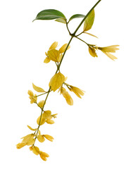 Petraeovitex flower, Nong Noch vine, Yellow flowers isolated on white background, with clipping path