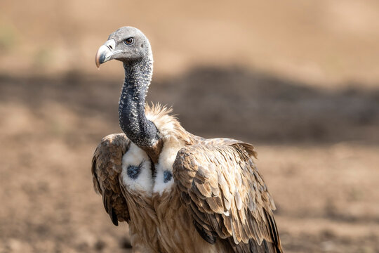 Indian vulture or long billed vulture or Gyps indicus extreme closeup or portrait during wild safari at Ranthambore national park forest tiger reserve rajasthan india