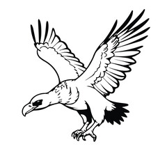 Obraz premium Black and white illustration of a flying griffon vulture in flight against a plain white background. Wildlife illustration of a bird of prey in action.