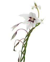 Gladiolus flowers, White gladiolus blooming on branch isolated on white background, with clipping path 