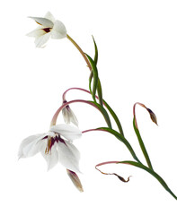 Gladiolus flowers, White gladiolus blooming on branch isolated on white background, with clipping...