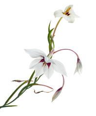 Fototapeta premium Mesua ferrea, Ceylon ironwood, White flower isolated on white background with clipping path 