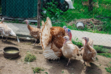 A few turkeys are walking around the yard. Rural area. Variegated, multicolored feathers.Turkeys in the barn go and eat.