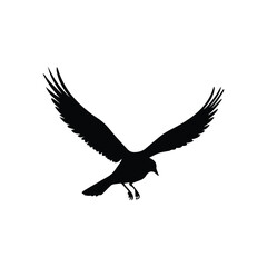 Obraz premium Bird silhouette in flight against a plain background. Bird in mid-air with outstretched wings, showcasing a dynamic, natural form.