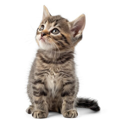 Obraz premium Cute little kitten on white background , png on transparency background