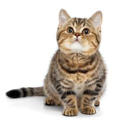 Obraz premium European short haired cat on white background , png on transparency background
