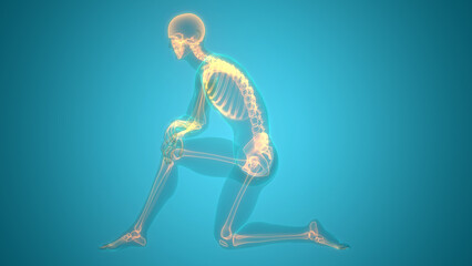 Human Skeleton System Bone Joints Anatomy