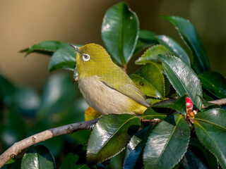 サザンカとメジロ
