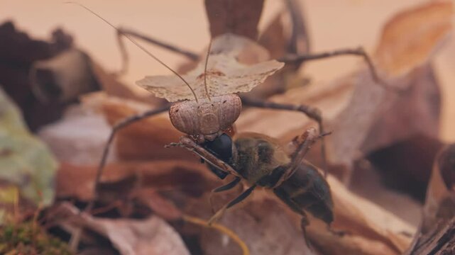  Dead leaf mantis, Deroplatys desiccata, has just caught a fly