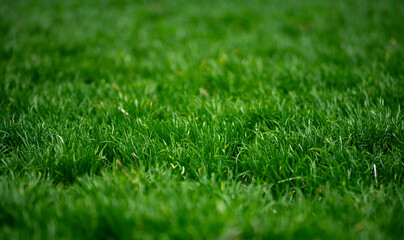 Naklejka premium Green grass field backdrop. Lush lawn closeup view. Natural grass surface design. Grass pattern for banner. Outdoor grass environment. Garden grassy background.