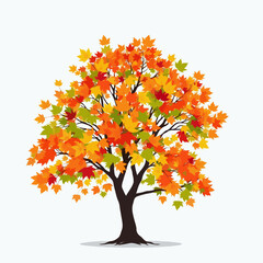 autumn maple tree with colorful leaves