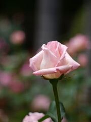 Ideal for floral backgrounds, greeting cards, or romantic-themed designs.Soft pink rose in bloom with green background.