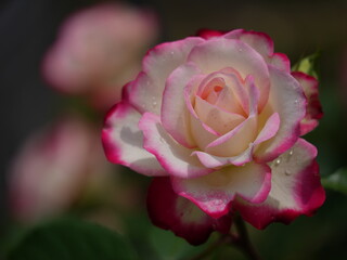 Ideal for floral backgrounds, greeting cards, or romantic-themed designs.Soft pink rose in bloom with green background.