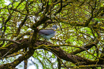 Wood pigeon perched calmly on mossy branch inside tangled forest canopy maze. Still moment,...