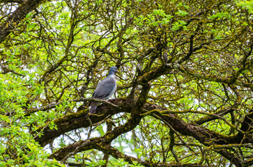 Wood pigeon perched calmly on mossy branch inside tangled forest canopy maze. Still moment,...