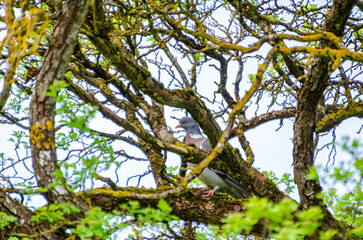 Wood pigeon perched calmly on mossy branch inside tangled forest canopy maze. Still moment, close-up view, centered angle, deep woodland, focused subject, hidden wildlife, camouflage and tranquility.