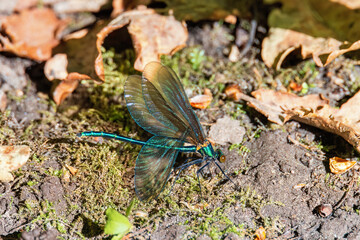 Beautiful demoiselle damselfly in shiny colors
