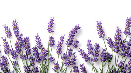 Naklejka premium A cluster of vibrant purple lavender flowers with green stems arranged across the bottom of a white background, casting soft shadows.