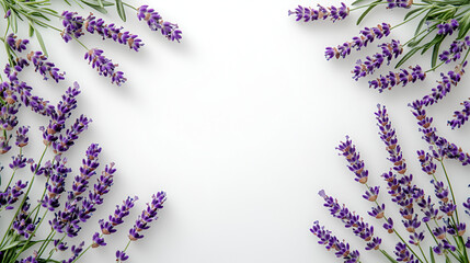 Fresh purple lavender sprigs arranged as a corner frame on a clean white background, creating a beautiful floral border.