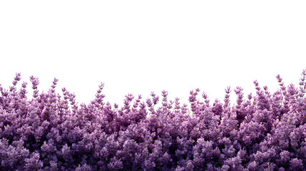 Naklejka premium A vibrant border of purple lavender flowers blooms against a stark white background, creating a visually striking contrast.