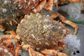 Large crab with barnacles close up on the at the fish market in Loulé, Portugal  