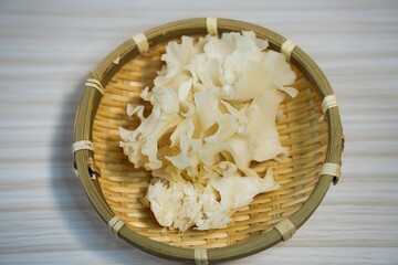 幻のキノコと呼ばれる花びら茸