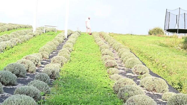 A person works in a field of neatly planted lavender bushes. The rows are mulched and well-maintained. A recreational trampoline is seen in the distance.
