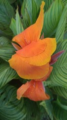 Canna Tropicanna Gold, Orange Lily flower