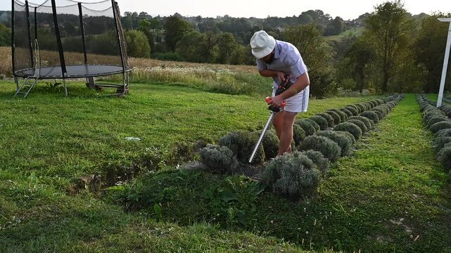 A person uses electric shears to trim rows of lavender plants. The scene is peaceful, with a green lawn and distant landscape visible.
